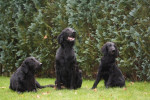 Lexy, Lilly en Tommy